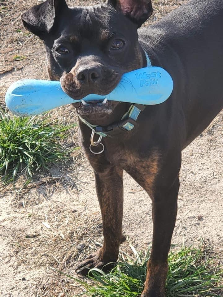 West Paw Zogoflex Mini Green Hurley Dog Toy