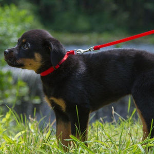 Lupine Lupine Basic Solids Padded Handle Dog Leash