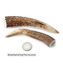 Load image into Gallery viewer, Mountain Dog Chews Mountain Dog Chews - Whole Elk Antlers Dog Chews - Naturally Shed - A+ Grade Petite